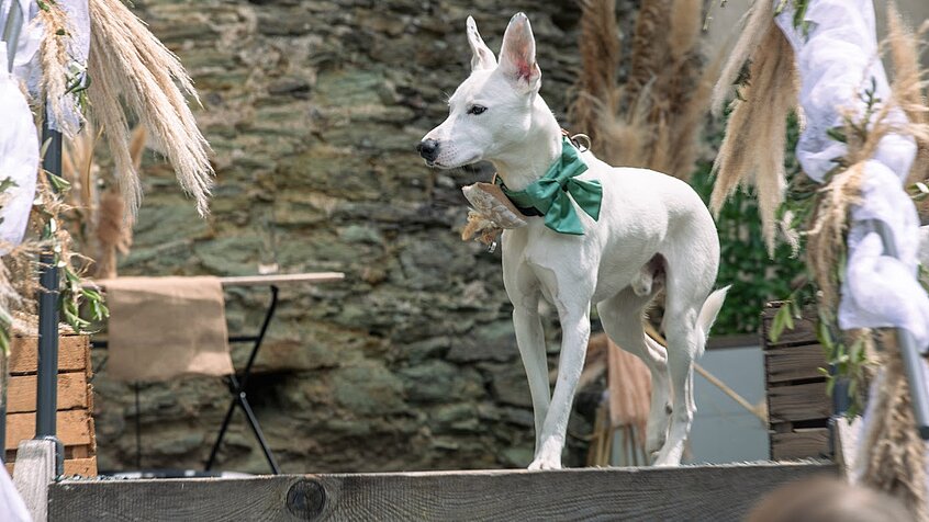 Hundefreundliche Hochzeit - Joker bringt die Ringe für das Brautpaar (c) Max Werdenigg.