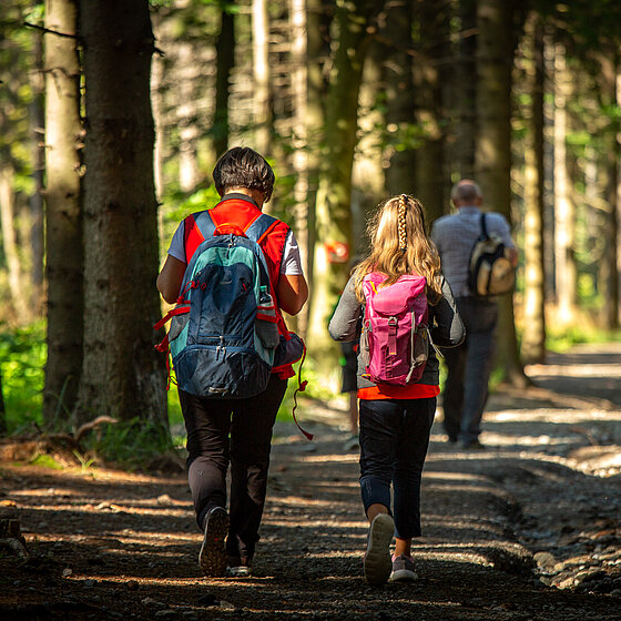 Wanderer in Wald in Geschriebenstein (c) Burgenland Tourismus Andreas Hafenscher