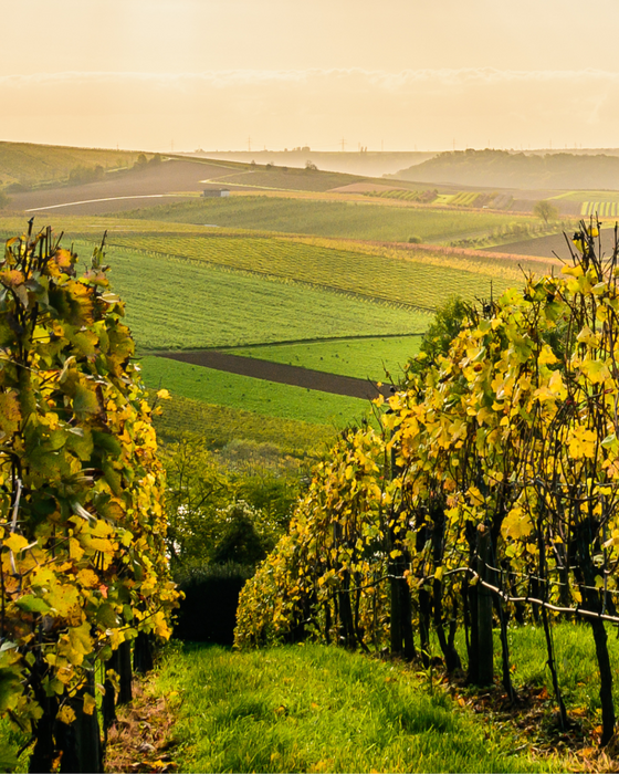 Weinstöcke im Südburgenland