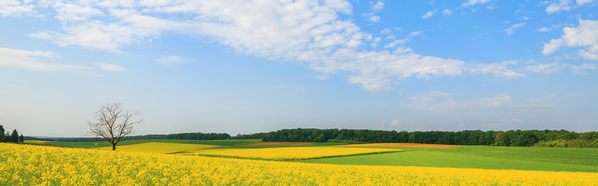Hügelige Landschaft Südburgenland