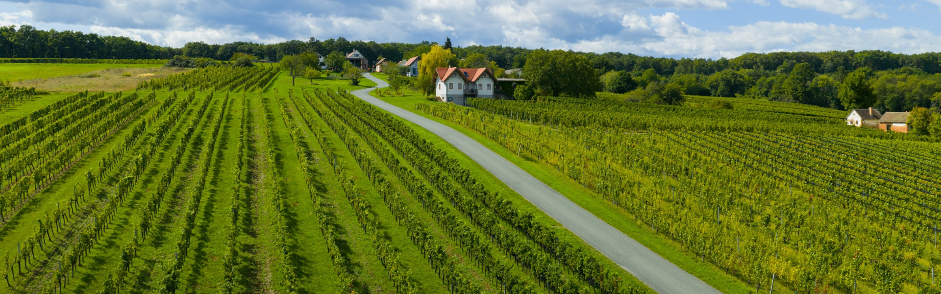 Drei-Weinberge-Rundweg (c) Burgenland Tourismus_MFilm.